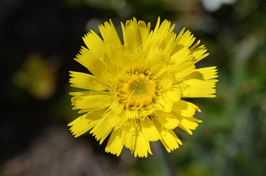 Hieracium piliferum / Sparviere peloso